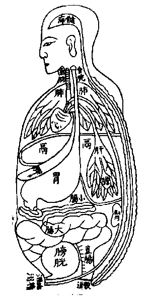organes internes